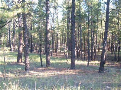 0 Lockett Ranches Flagstaff, AZ 86001 - Photo 8 of 17 Additional Photo