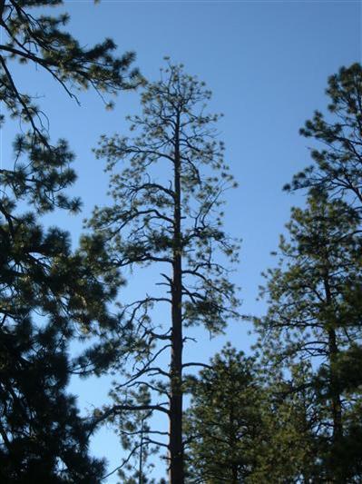 0 Lockett Ranches Flagstaff, AZ 86001 - Photo 9 of 17 Additional Photo