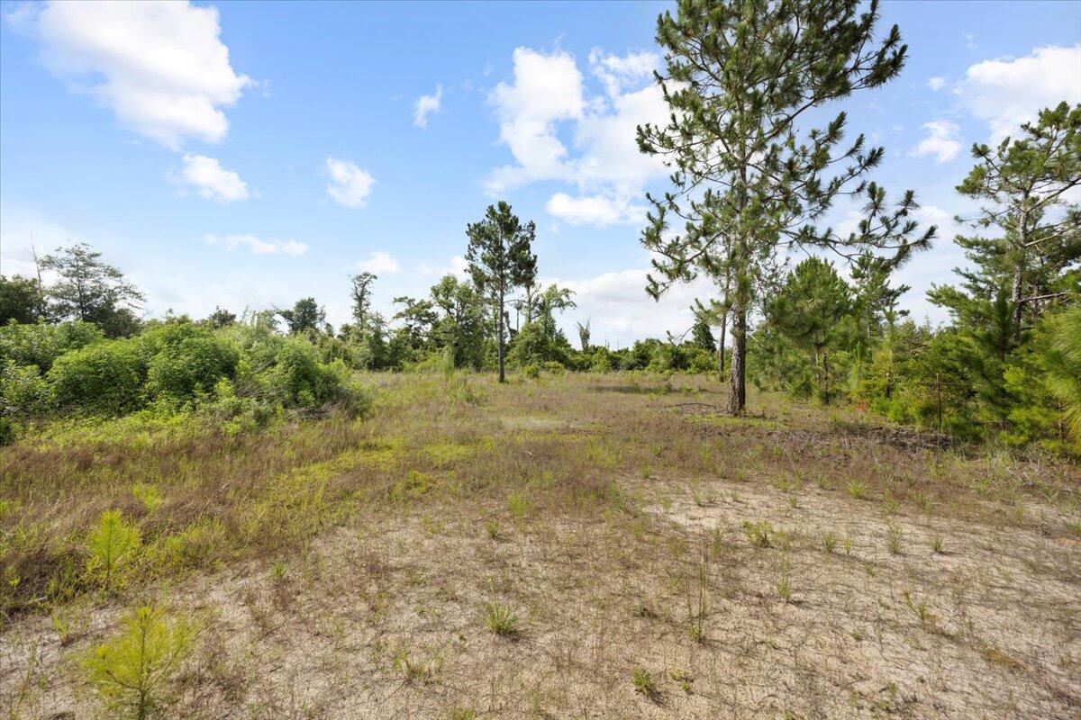5704 Arnold Road Panama City, FL 32404 - Photo 5 of 25 a view of a yard with trees