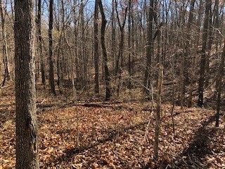 0 Green Forest Road Dunlap, TN 37327 - Photo 2 of 14 a view of a yard with large trees