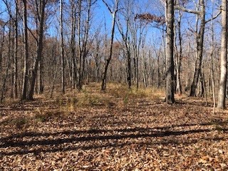0 Green Forest Road Dunlap, TN 37327 - Photo 5 of 14 a view of a yard with a tree