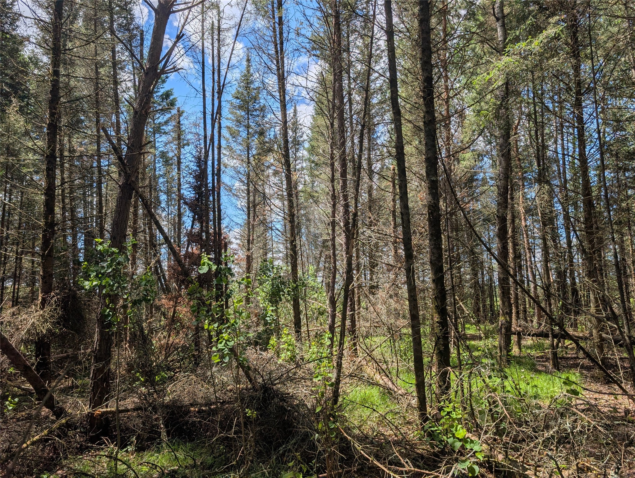 Lot 4 Main Road Minong, WI 54859 - Photo 18 of 19