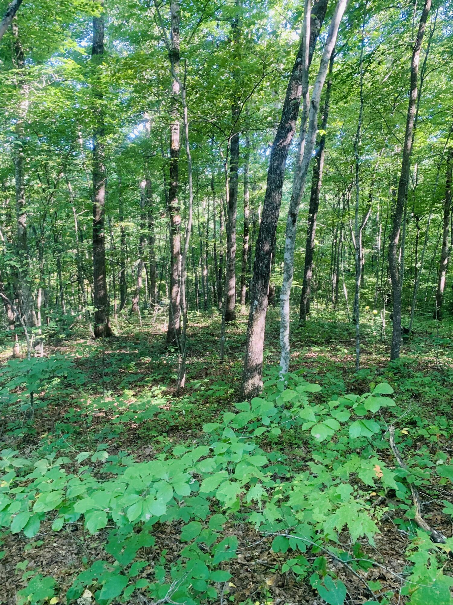 9999 West Adkins Arthur Road Somerset, KY 42501 - Photo 14 of 24 FCC7BC09-ADA2-4EC3-BB52-61C2B35E31C0