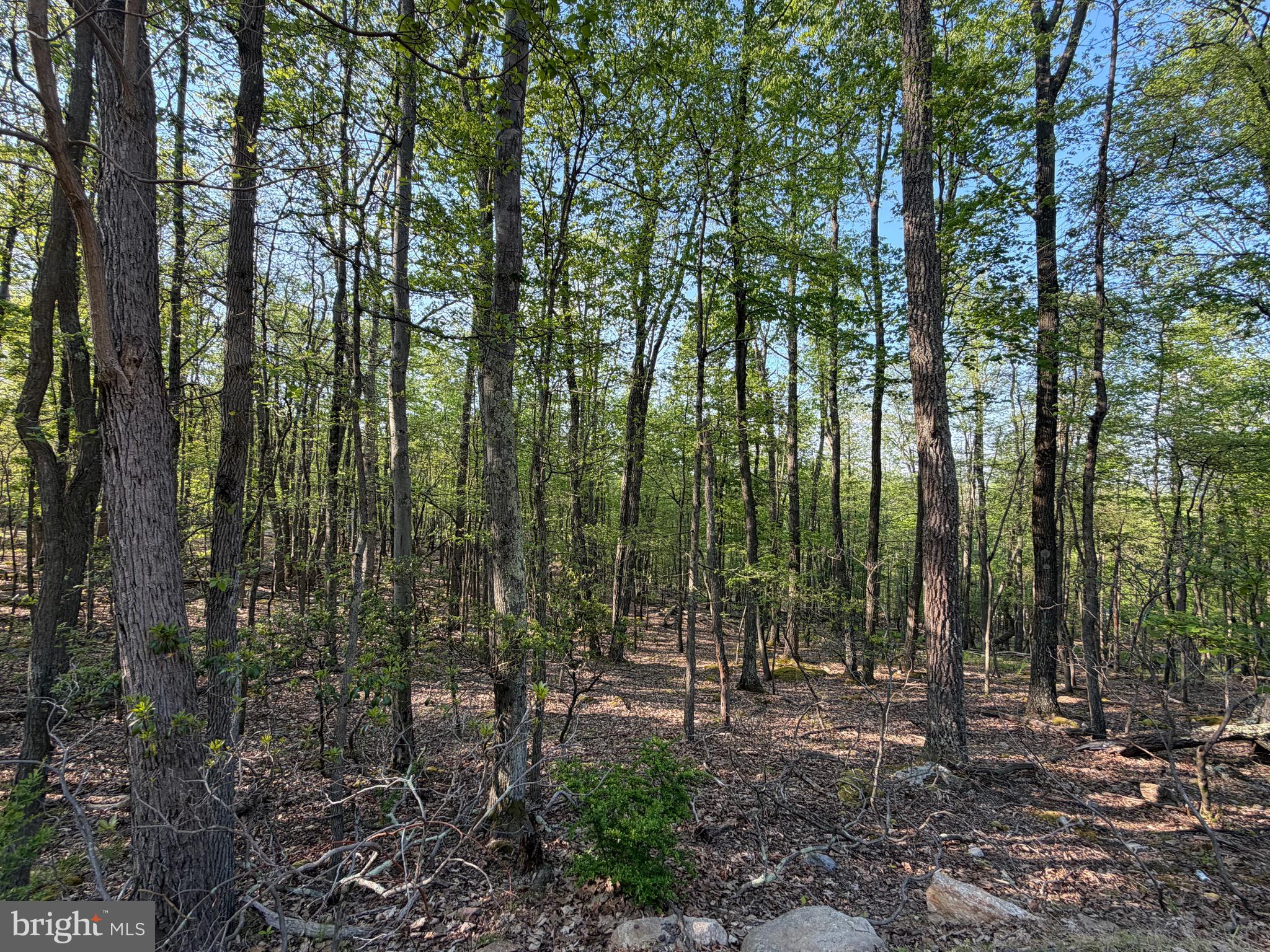 136 Spring Mountain Drive Zion Grove, PA 17985 - Photo 3 of 20