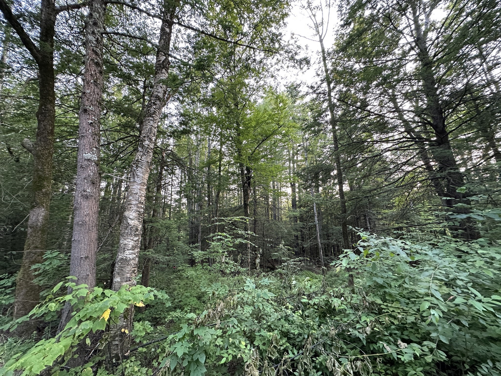 0 Shaw Road Cummington, MA 01026 - Photo 3 of 9 Gallery Image 3