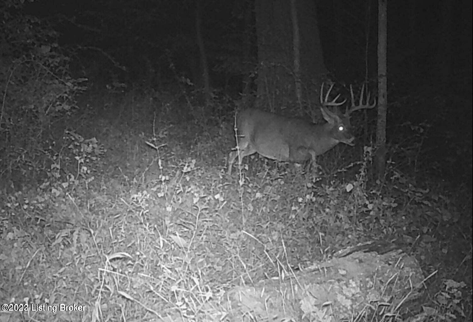 145 Wooded Hollow Road Sulphur, KY 40070 - Photo 28 of 30 20220831201309964278000000-o
