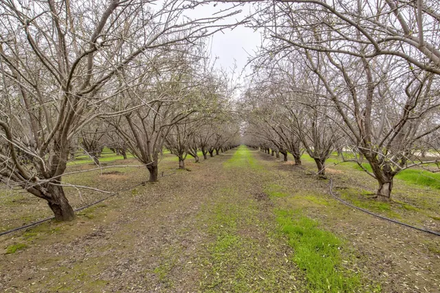 a view of yard with trees