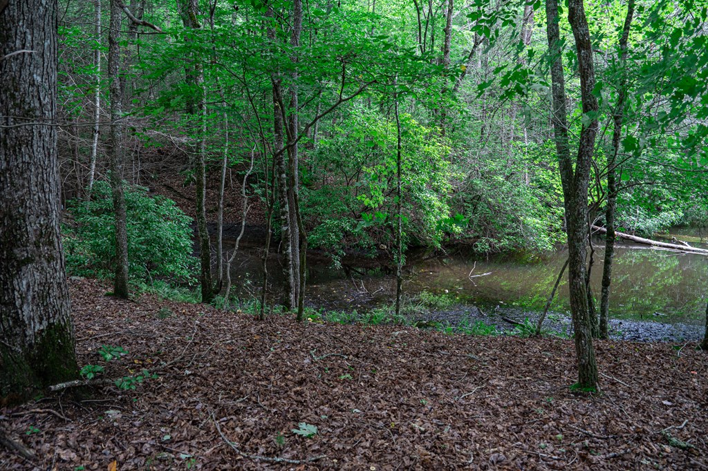 2593 Star Creek Road Morganton, GA 30560 - Photo 13 of 60 Gallery Image 13