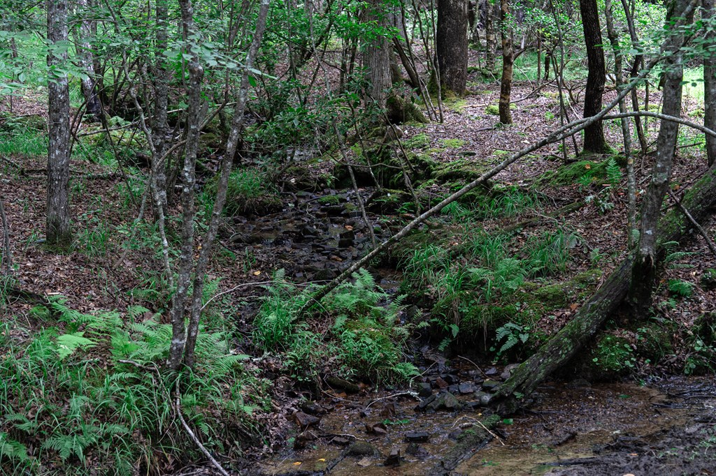 2593 Star Creek Road Morganton, GA 30560 - Photo 14 of 60 Gallery Image 14
