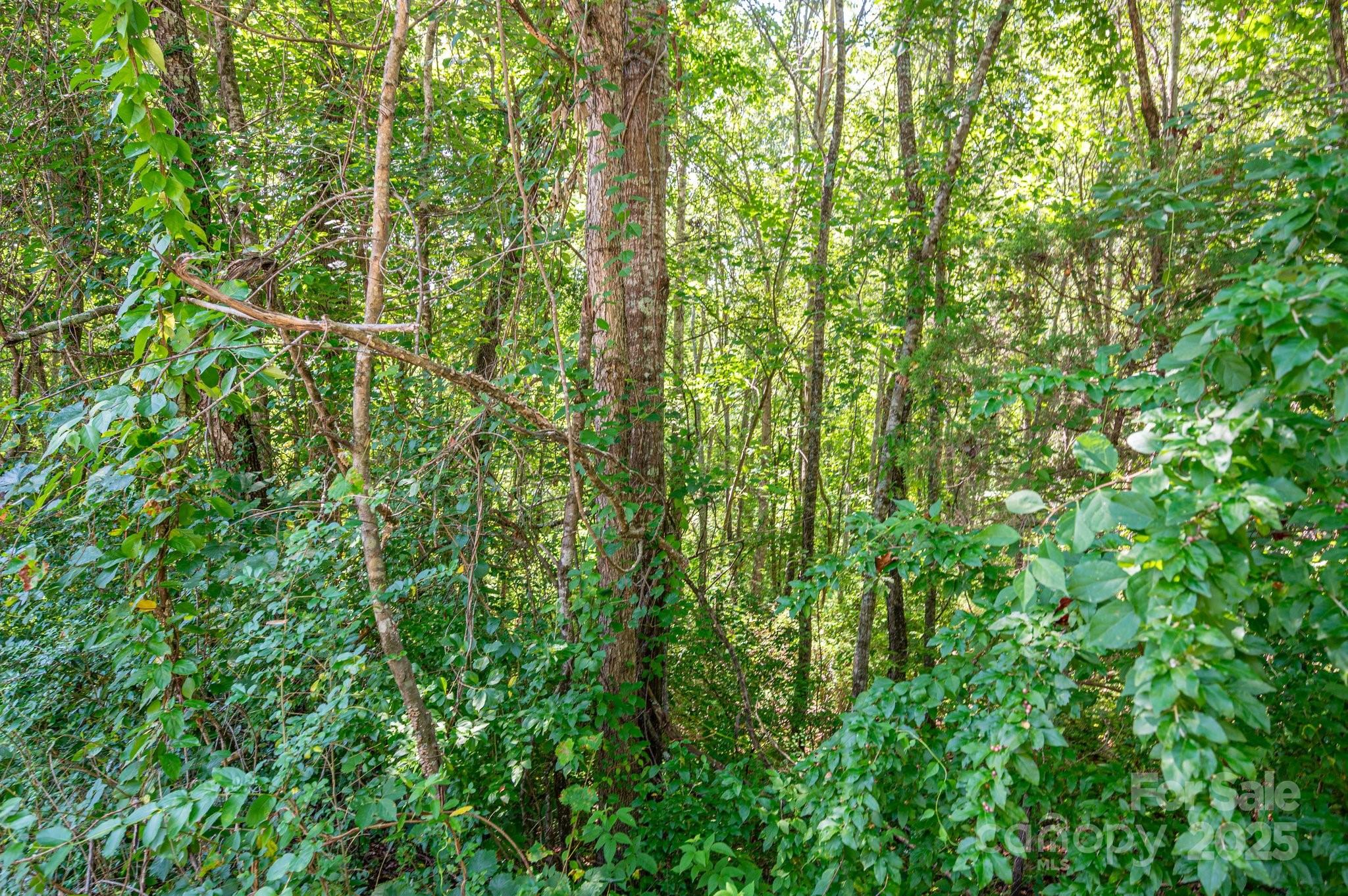 Lot # Meadow Crossing Drive Rutherfordton, NC 28139 - Photo 2 of 13 a view of a lush green forest