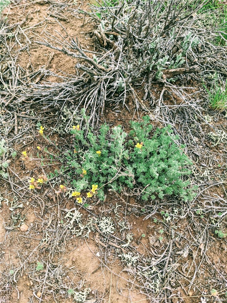 2667 Cahokia Road Hartsel, CO 80449 - Photo 10 of 38