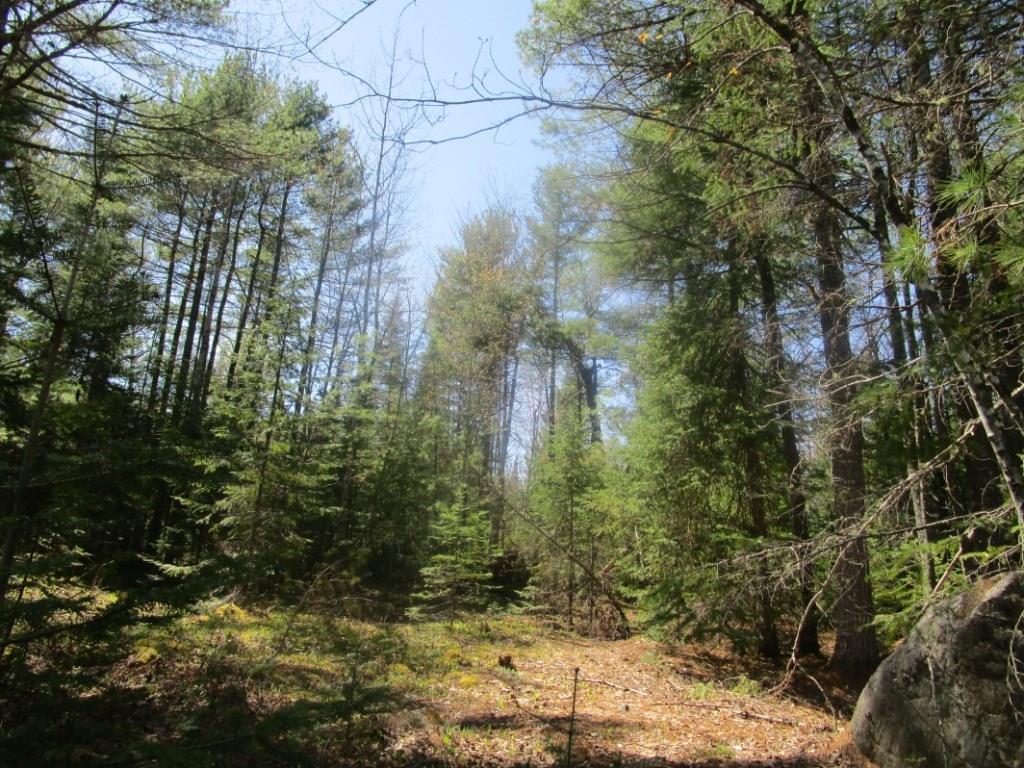 M1-l29-2 Basford Road Detroit, ME 04929 - Photo 11 of 13 Wooded lot