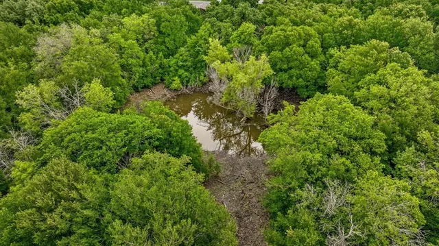 a view of a lush green forest with lawn chairs and plants