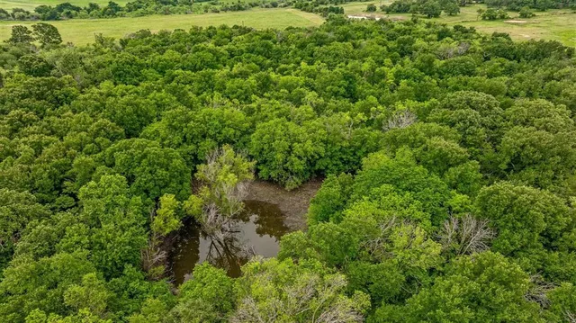a view of a lush green forest with a lake