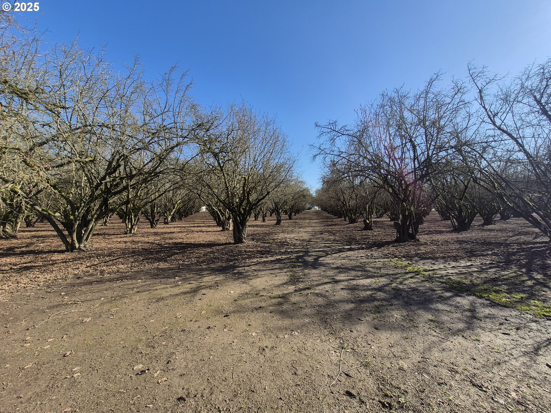 East Beacon Drive Junction City, OR 97448 - Photo 5 of 22