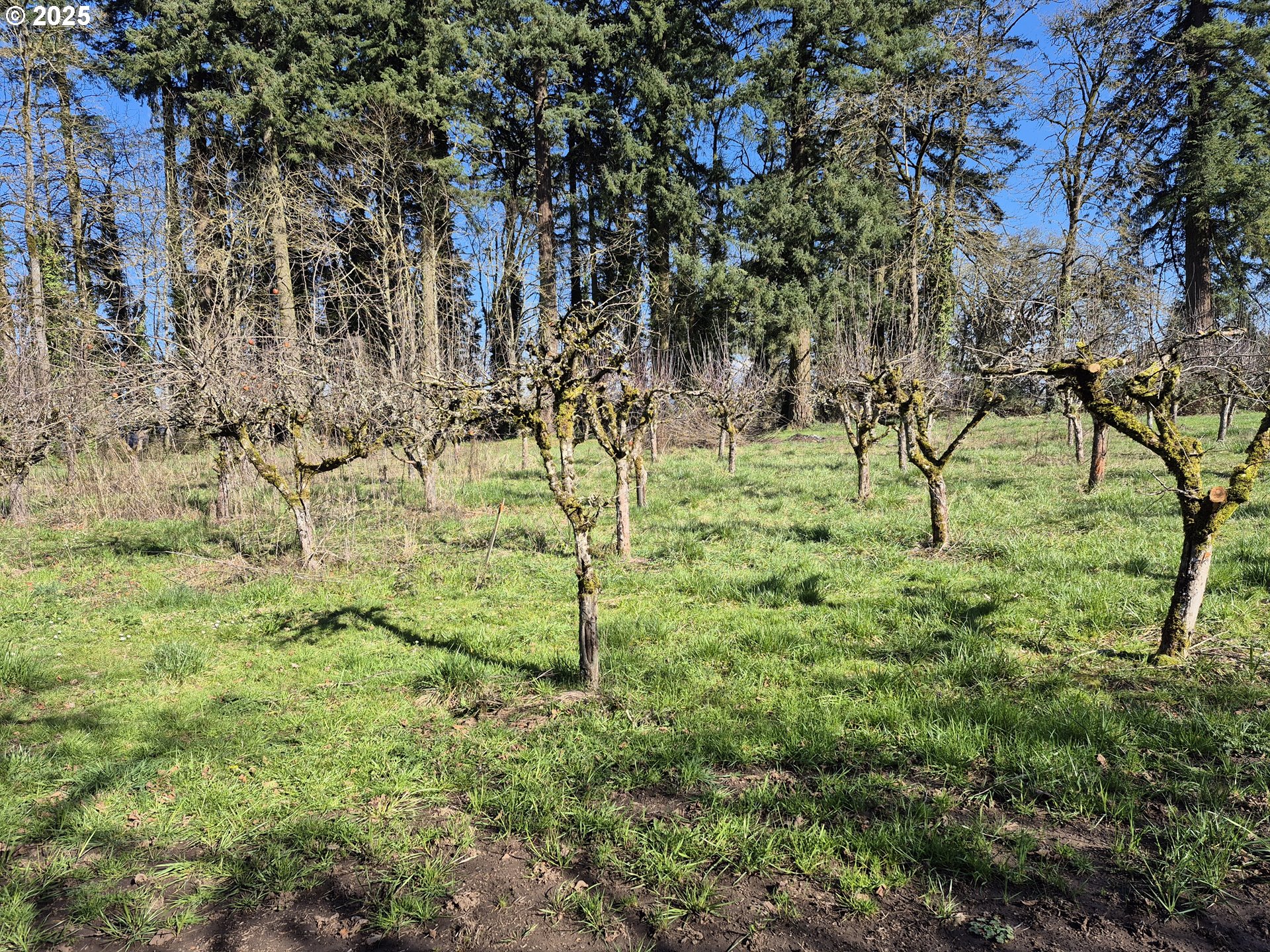 East Beacon Drive Junction City, OR 97448 - Photo 9 of 22