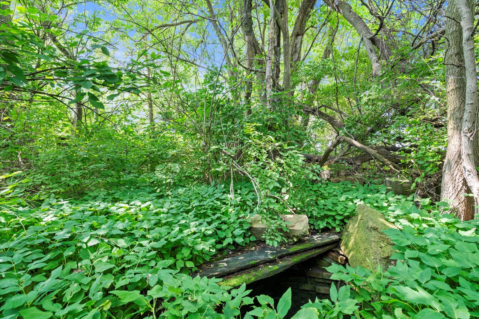 914 North 41st Road Mendota, IL 61342 - Photo 9 of 18 a view of a garden with plants