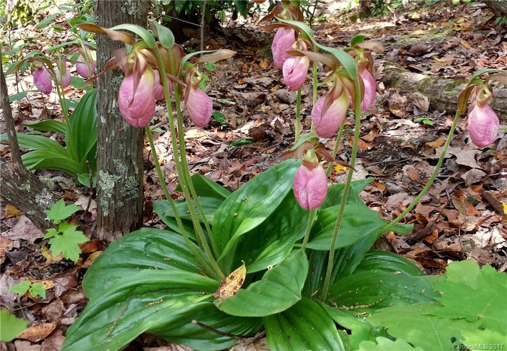 25 Rocky Knob Road Fairview, NC 28730 - Photo 22 of 24 Gallery Image 22