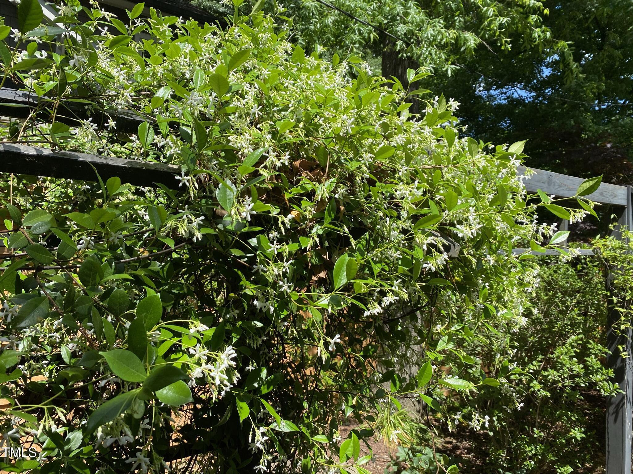 210 Woodburn Road Raleigh, NC 27605 - Photo 42 of 54 a view of a tree