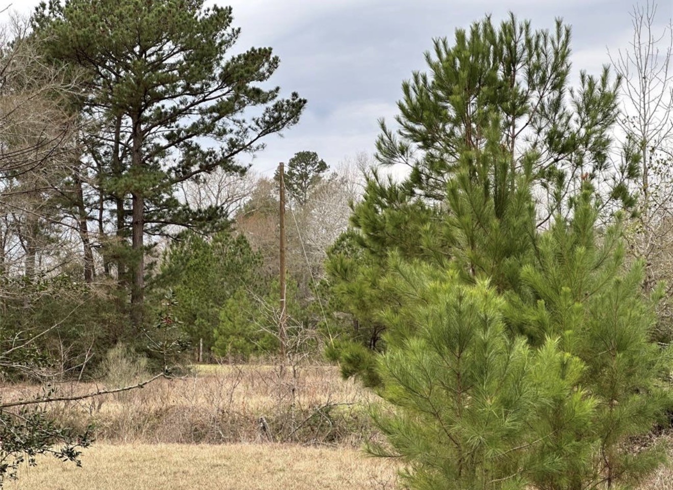 67-68 Nottoway Lane Trinity, TX 75862 - Photo 9 of 11 a view of a yard