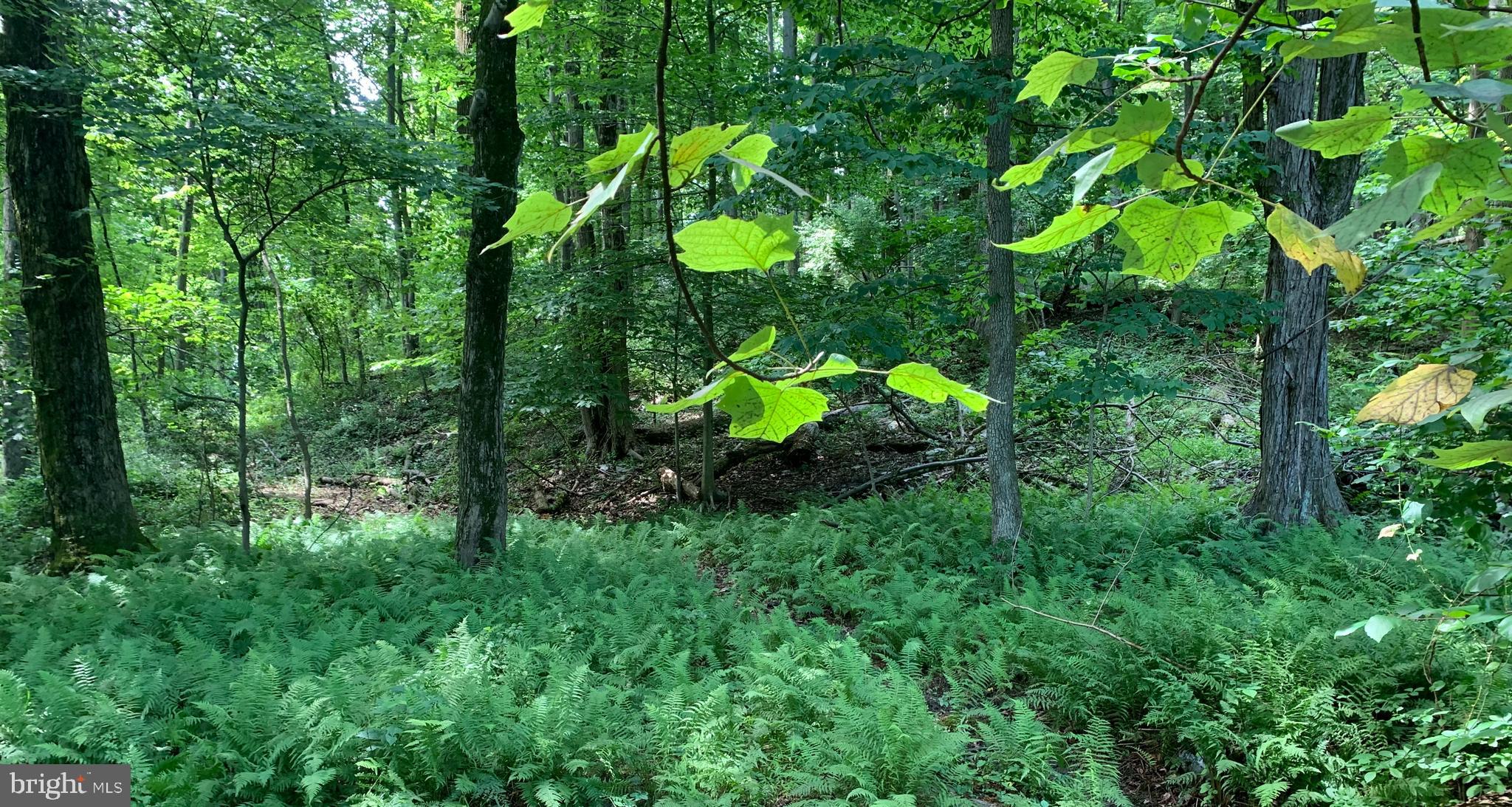 Etzler Road Frederick, MD 21702 - Photo 15 of 25 woods