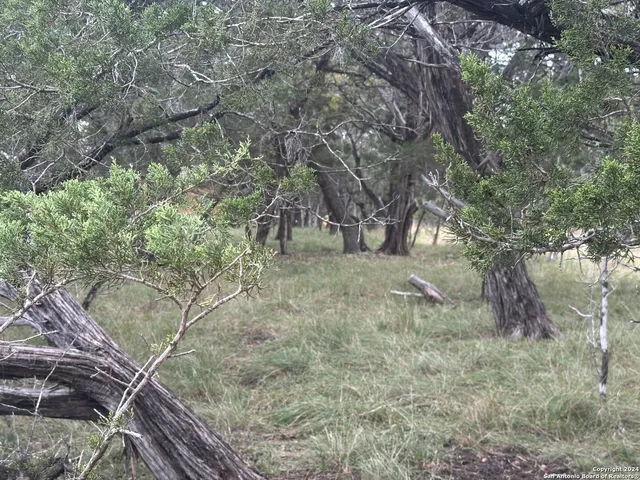 a view of an outdoor space with trees