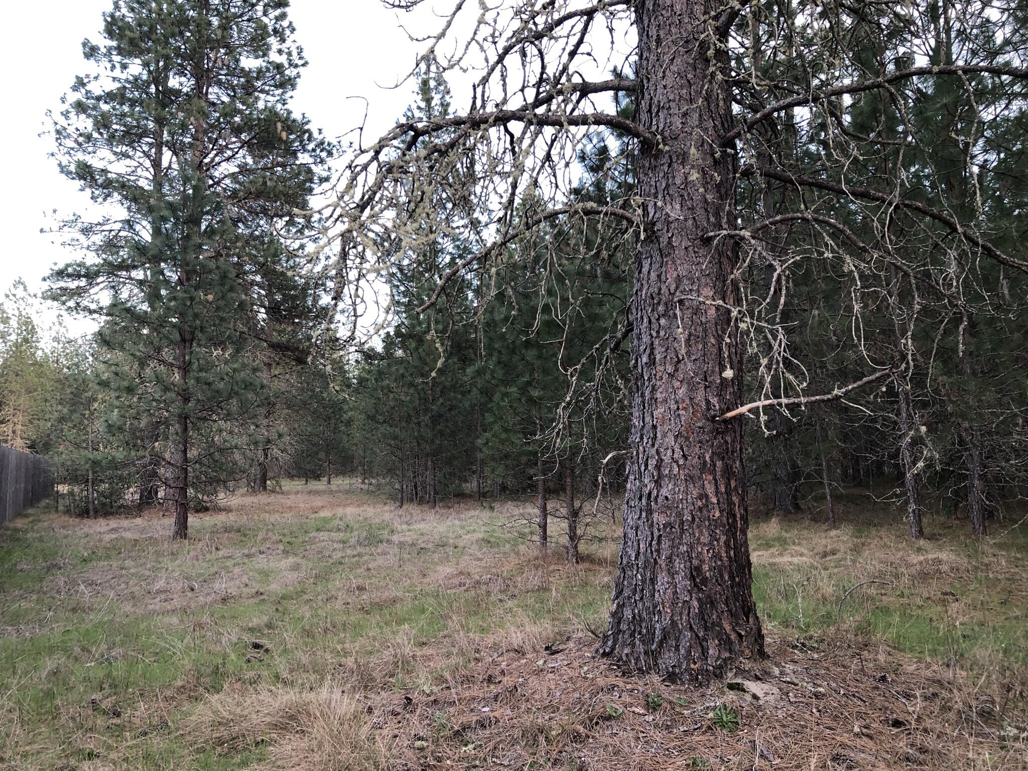 4201 New Hope Road Grants Pass, OR 97527 - Photo 19 of 23 lots of nice trees