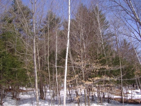 Wheelock Road Hartford, VT 05059 - Photo 1 of 1