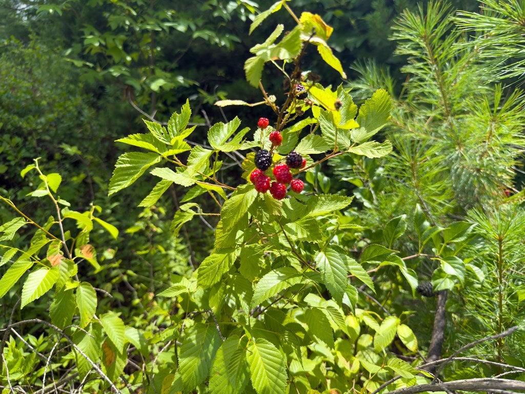 Tbd Tbd Little Vine Road Hillsville, VA 24343 - Photo 20 of 43 Gallery Image 20