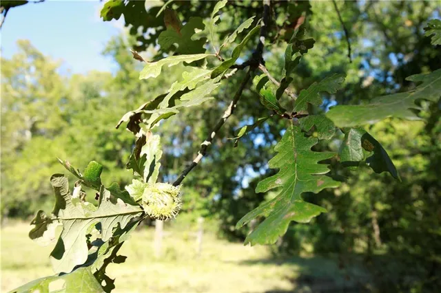 $159,900 | Tbd South Walker Road, Harrisonville, MO 64701