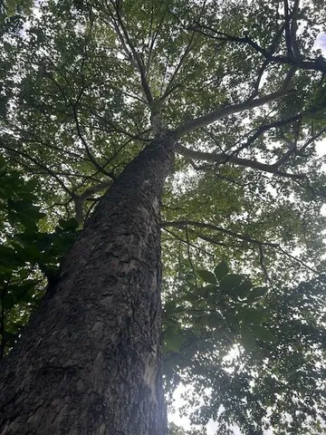 $159,900 | Tbd South Walker Road, Harrisonville, MO 64701