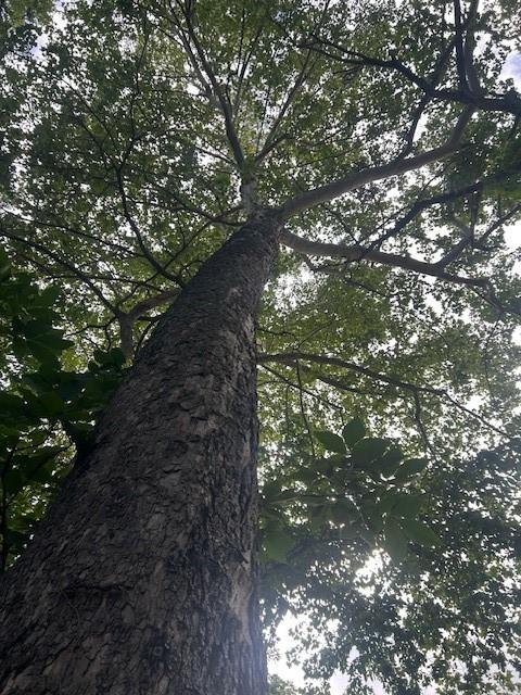 Tbd South Walker Road Harrisonville, MO 64701 - Photo 4 of 24