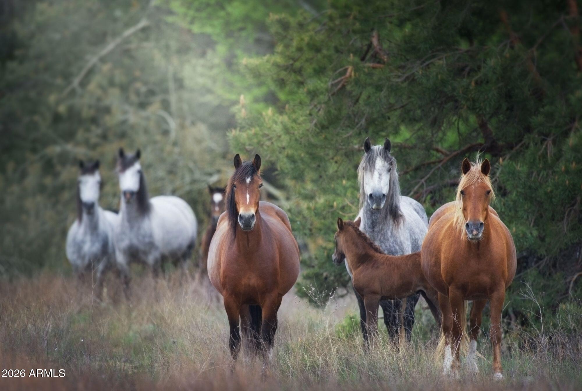 628 Trout Springs Road Forest Lakes, AZ 85931 - Photo 48 of 49 edited photos (10)