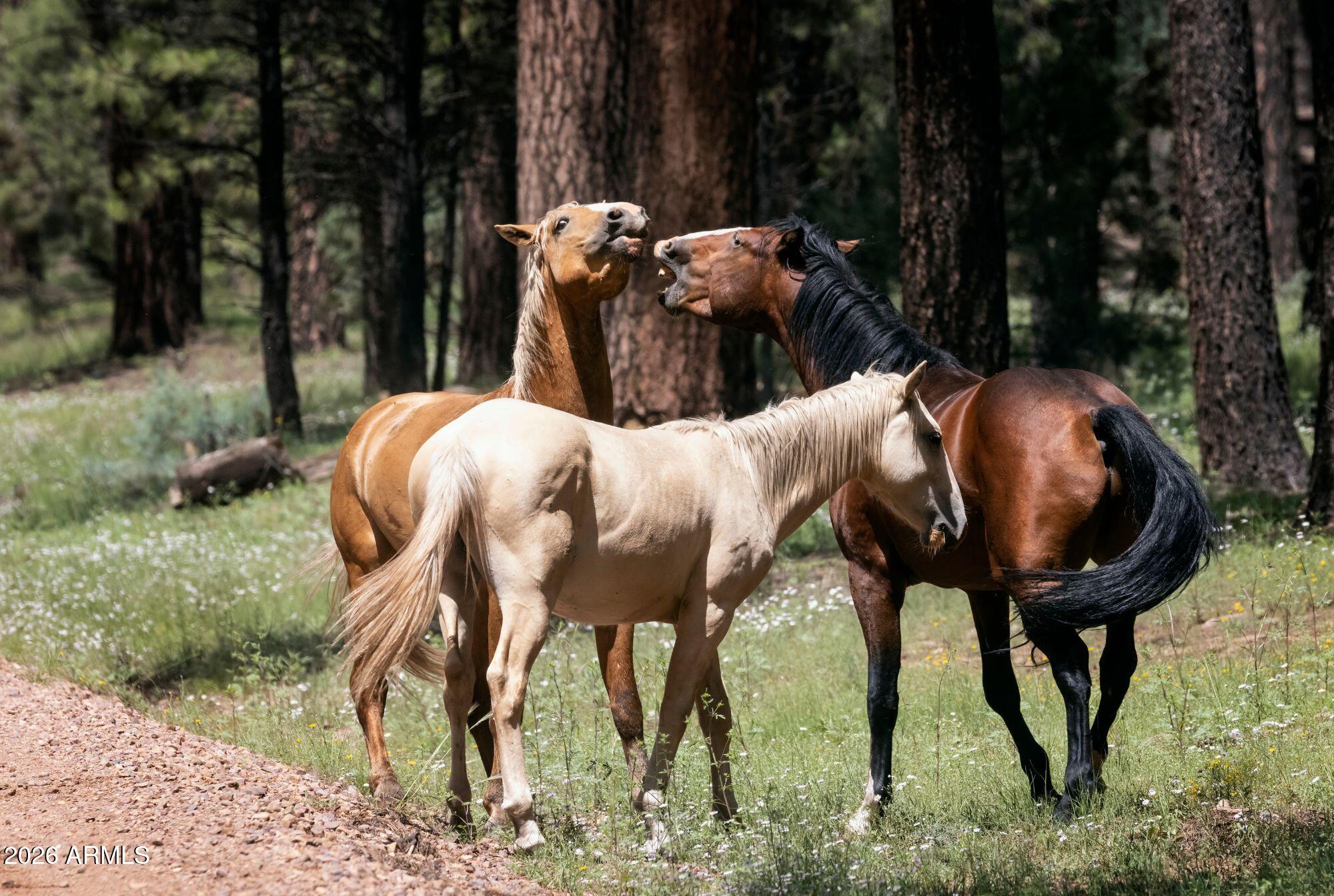 628 Trout Springs Road Forest Lakes, AZ 85931 - Photo 49 of 49 edited photos (11)