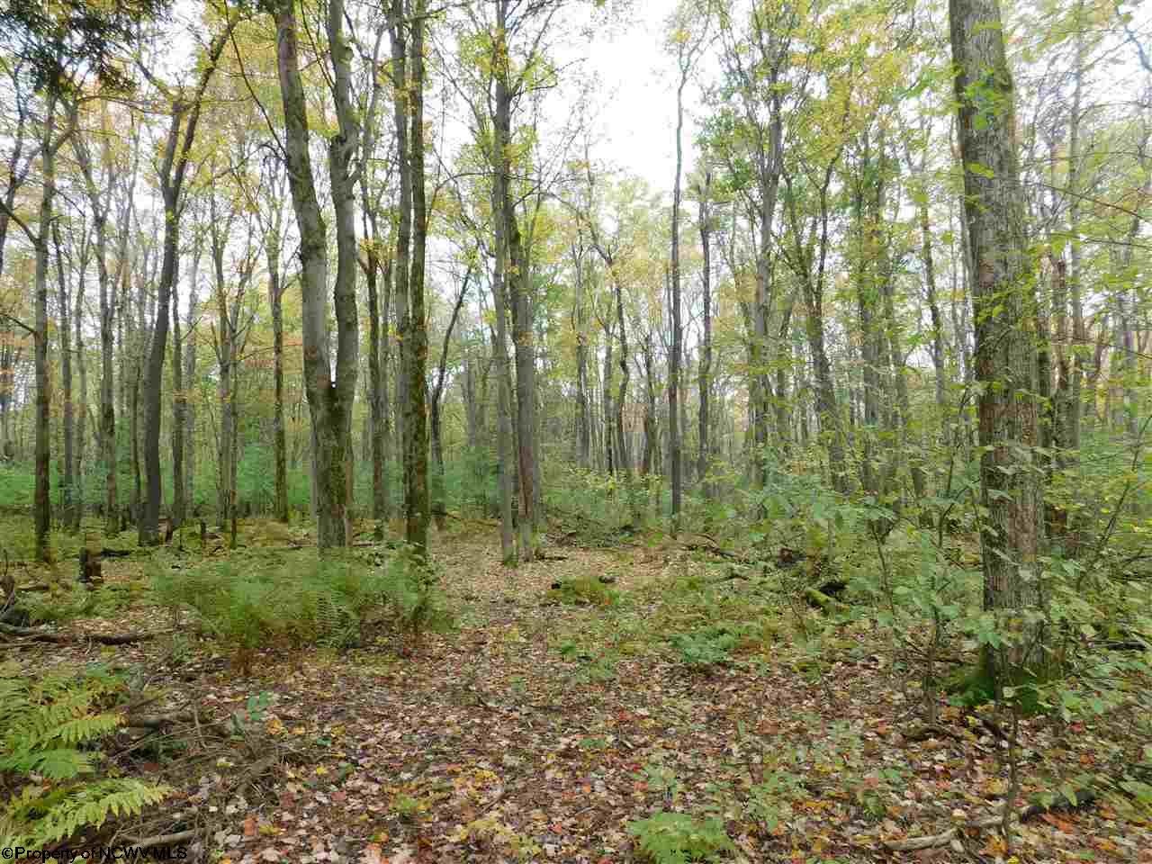 Tbd Scott Cramer Road Terra Alta, WV 26764 - Photo 19 of 19 Gallery Image 19