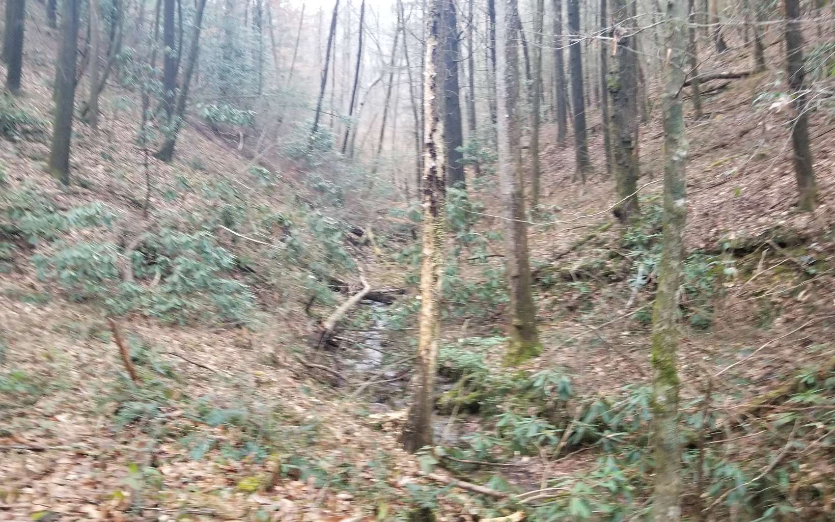 Bear Creek Camp Road Ellijay, GA 30540 - Photo 3 of 4 Additional View