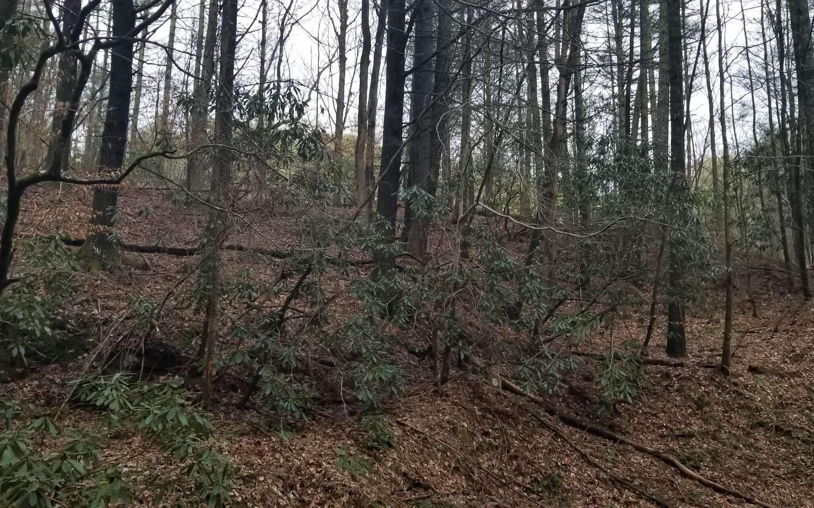 Bear Creek Camp Road Ellijay, GA 30540 - Photo 4 of 4 Additional View