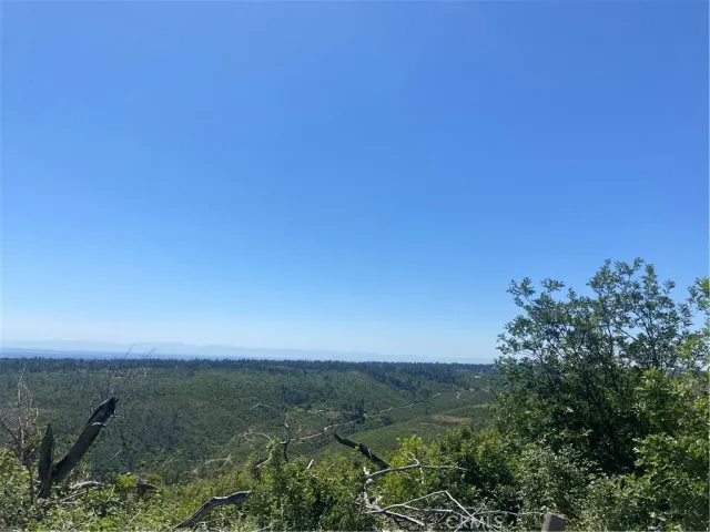 a view of a field with lots of bushes