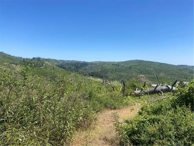 a view of a lush green forest with trees in the background