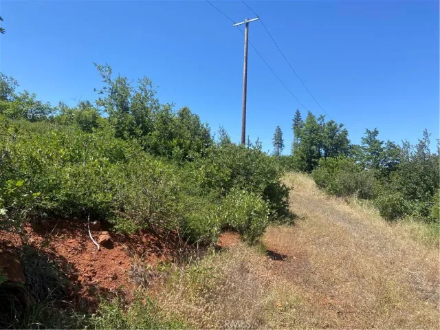 a view of a tree with a tree in the background
