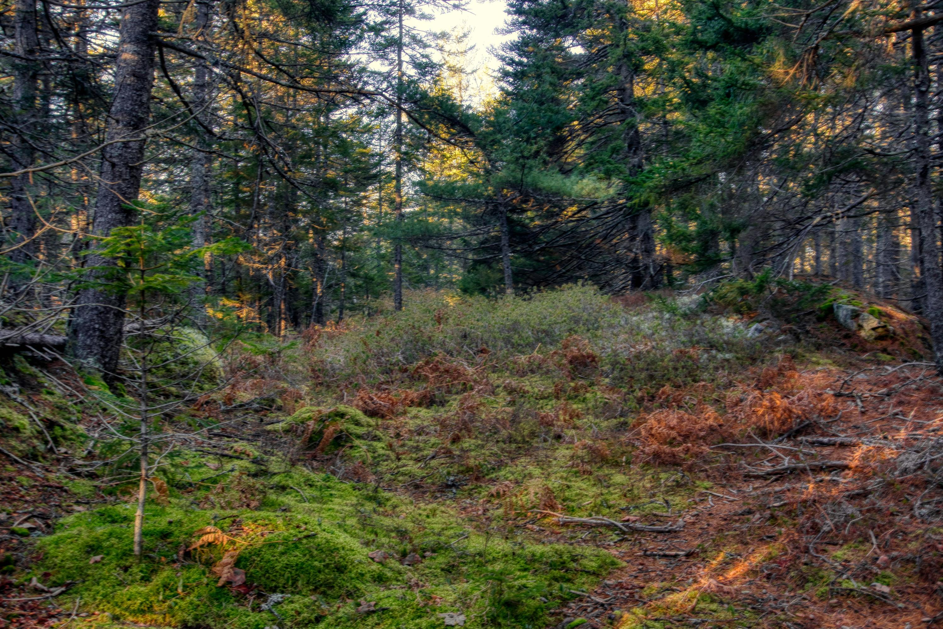 Tbd East Side Road Hancock, ME 04640 - Photo 3 of 16 inwoods view (1)