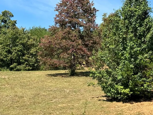 a view of a yard with a tree