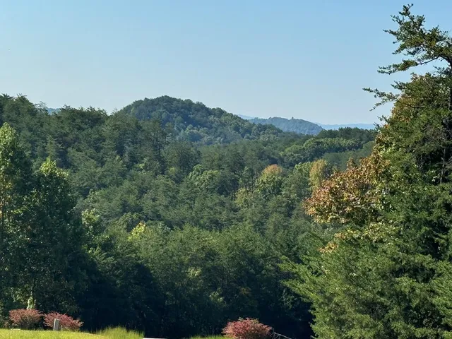 a view of a forest with a street