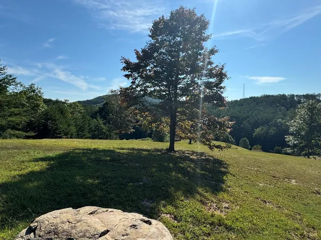 a view of a backyard