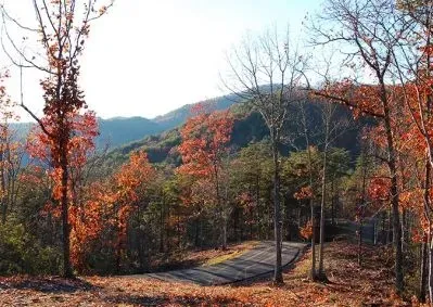 a view of a forest filled with trees