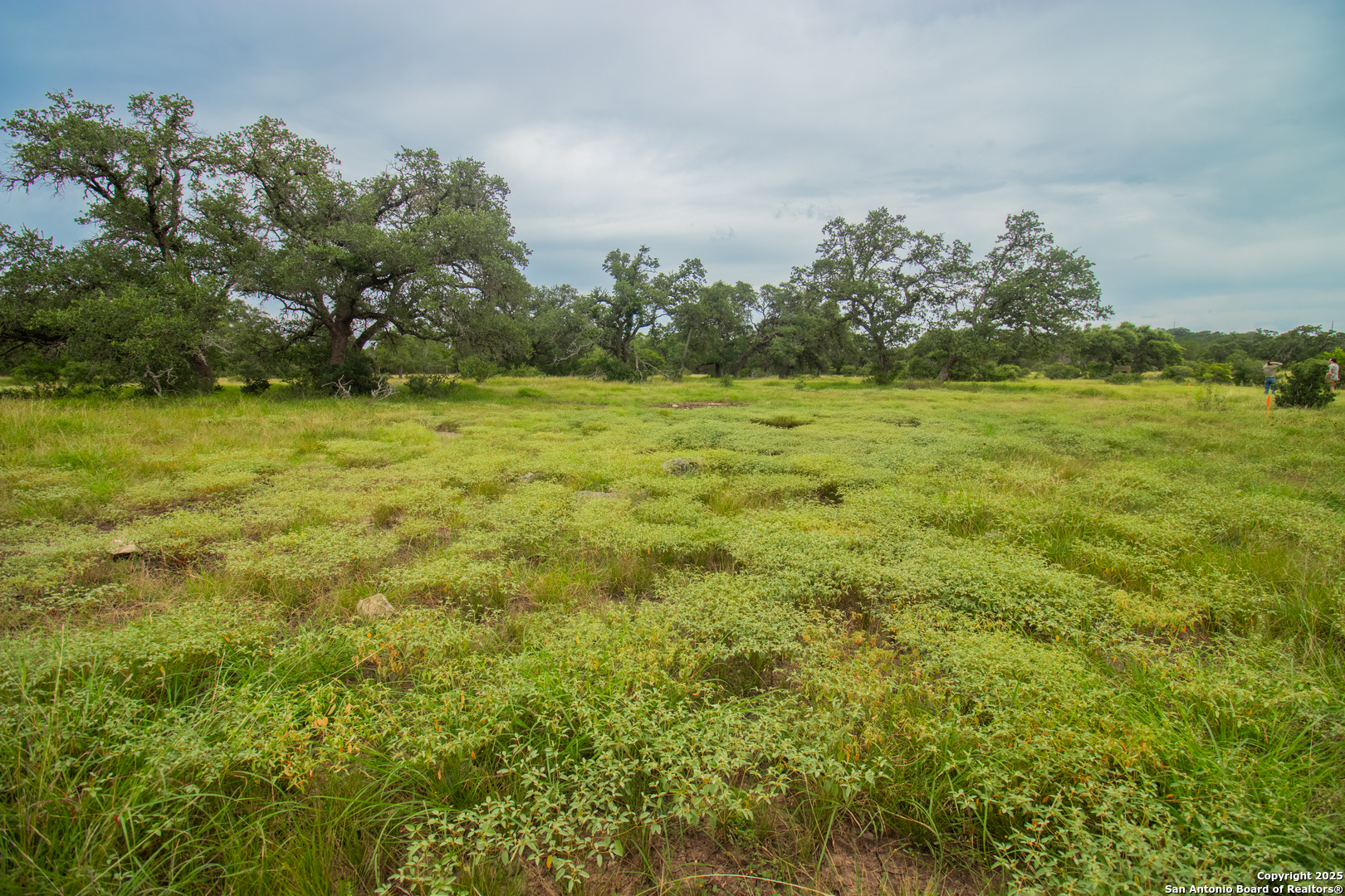 a view of a field with an trees