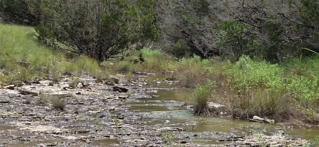 a view of a forest with trees