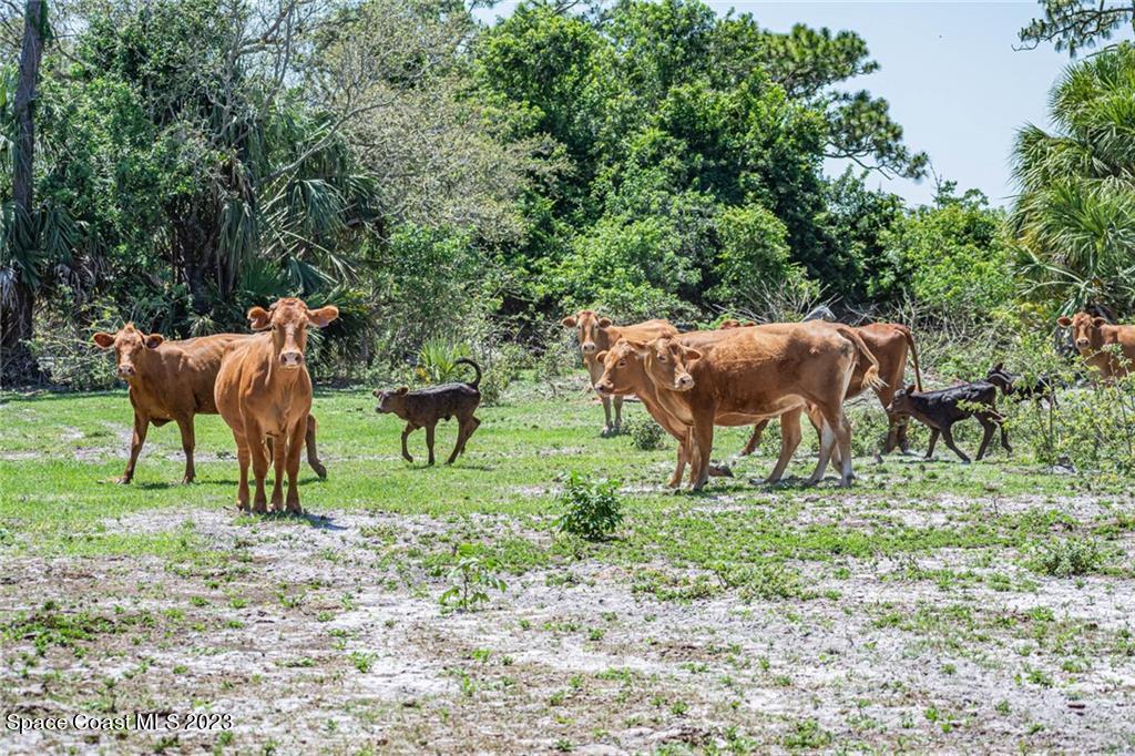 10995 Roseland Road Sebastian, FL 32958 - Photo 23 of 35 a view of yard and couple of trees
