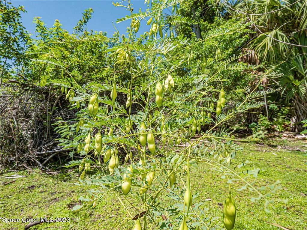10995 Roseland Road Sebastian, FL 32958 - Photo 34 of 35 a view of a plant with a plant