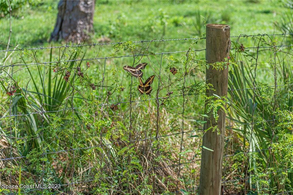 10995 Roseland Road Sebastian, FL 32958 - Photo 35 of 35 a close up of a plant in a garden